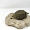 Vintage Brass Betelnut carrier