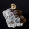 552A9291.jpg Golden Buddha Ring