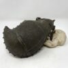 Antique Beetlenut Carrier